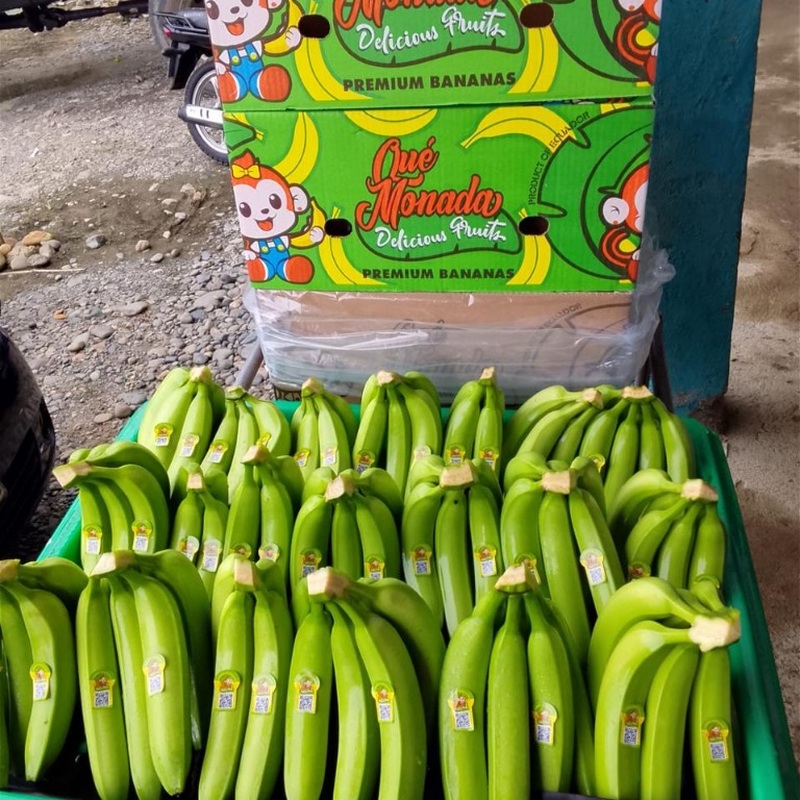 Banano Cavendish Premium