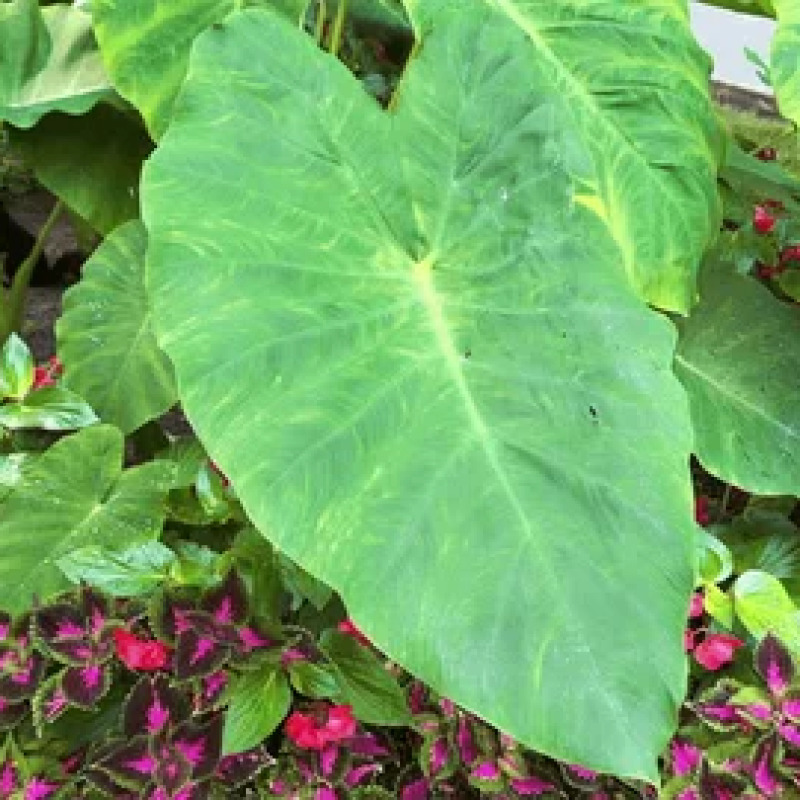 Malanga / Taro (Blanca & Lila)
