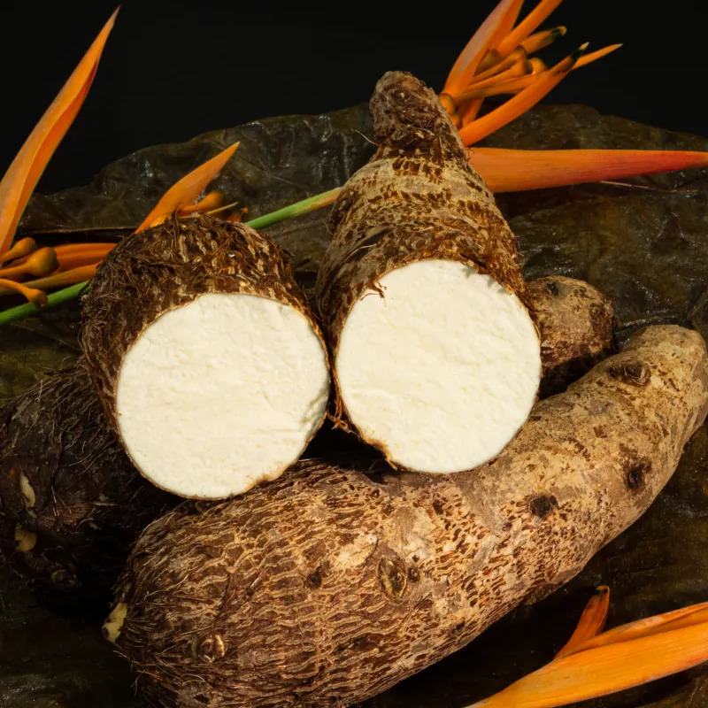Malanga / Taro (Blanca & Lila)