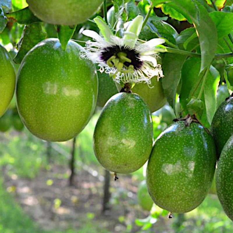 Maracuyá / Passion Fruit
