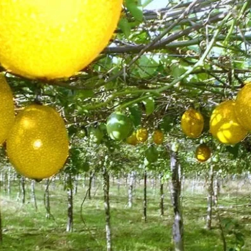 Maracuyá / Passion Fruit