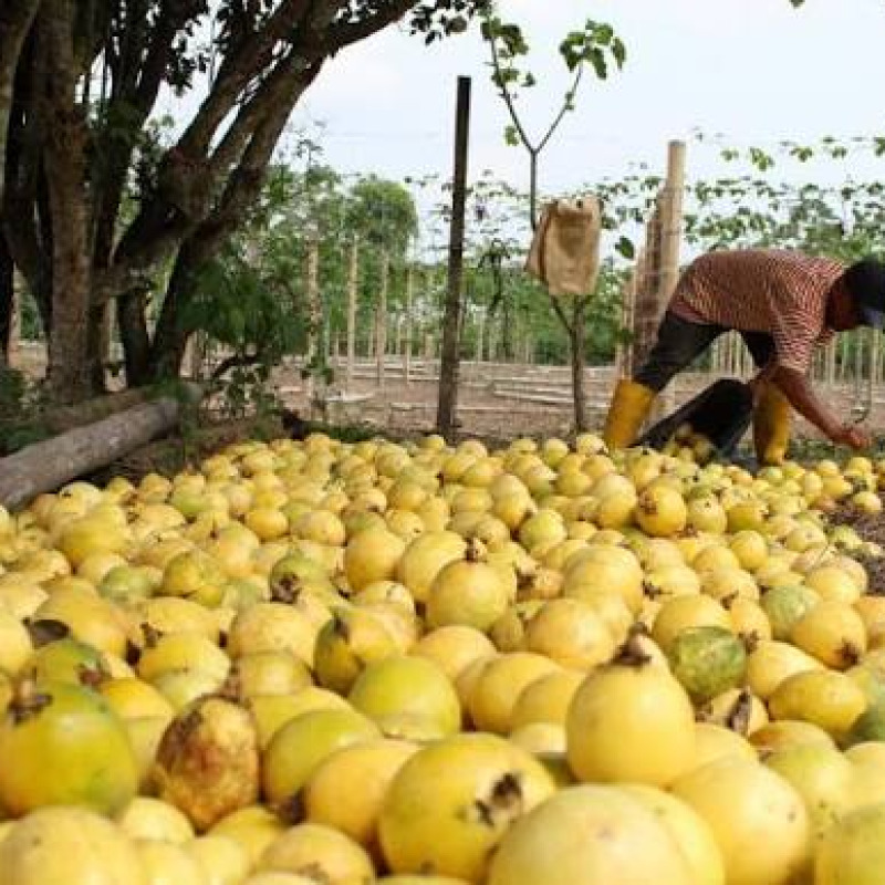 Maracuyá / Passion Fruit