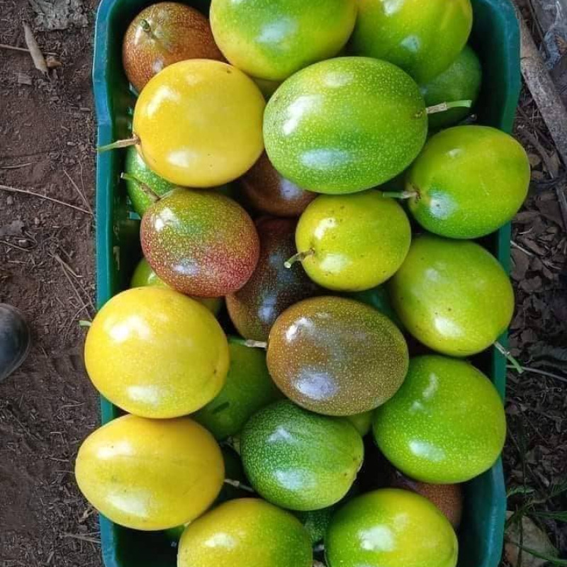 Maracuyá / Passion Fruit