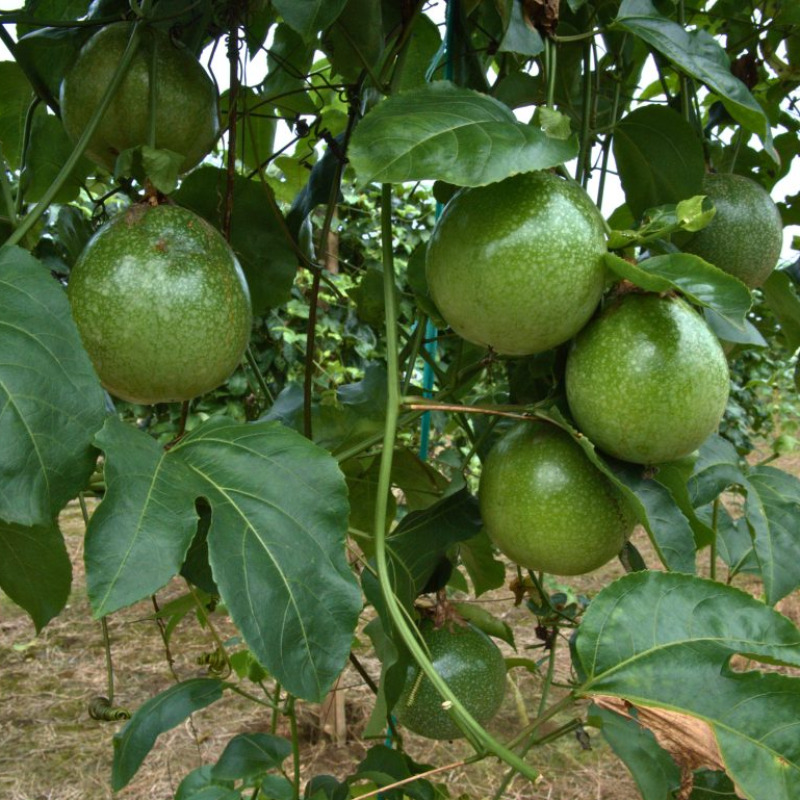 Maracuyá / Passion Fruit