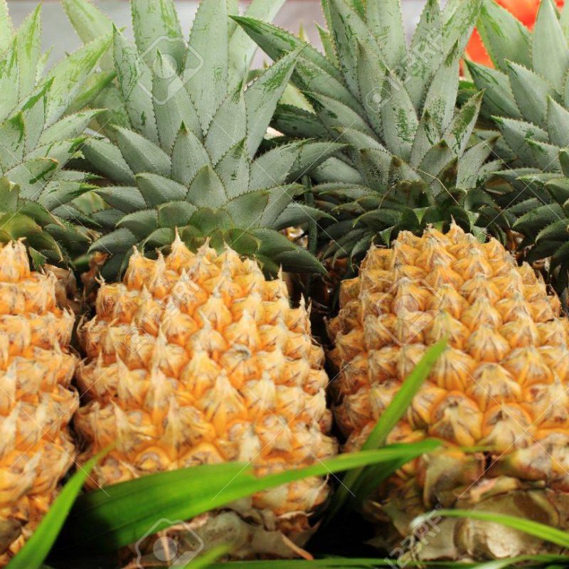 Piña Golden MD2