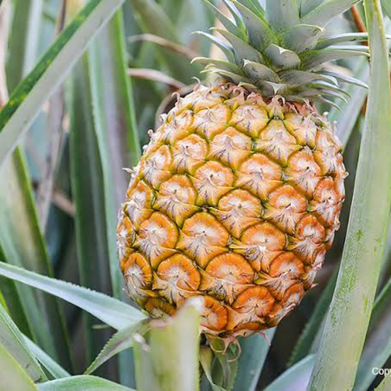 Piña Golden MD2