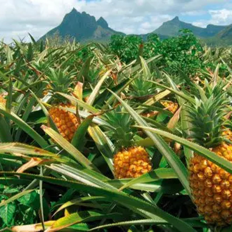 Piña Golden MD2