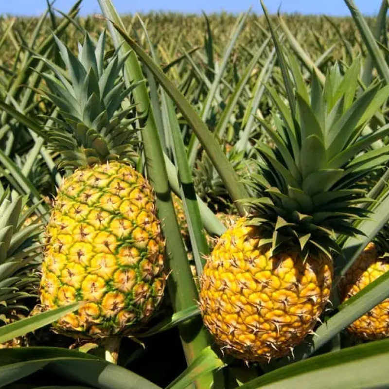 Piña Golden MD2