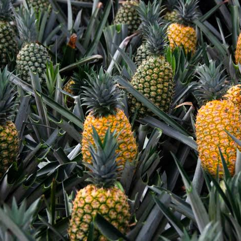 Piña Golden MD2