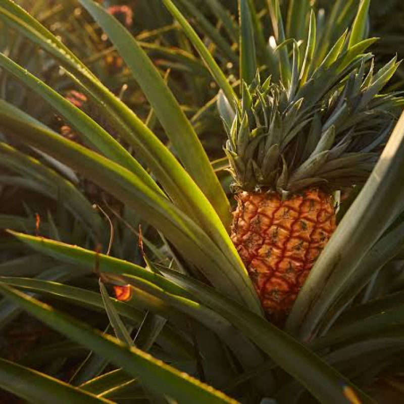 Piña Golden MD2