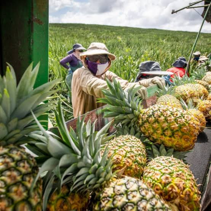 Piña Golden MD2