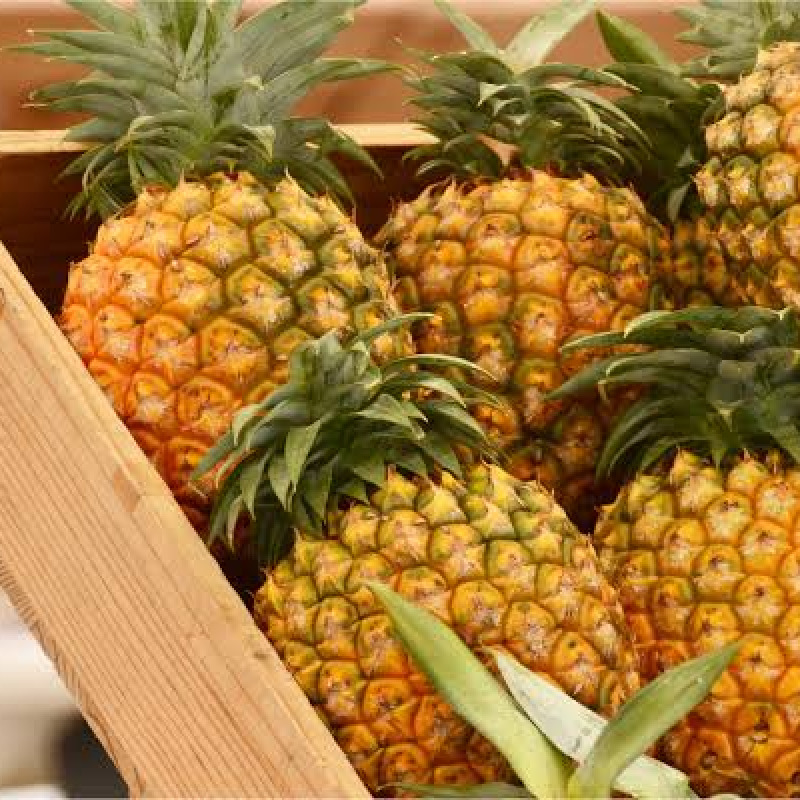 Piña Golden MD2