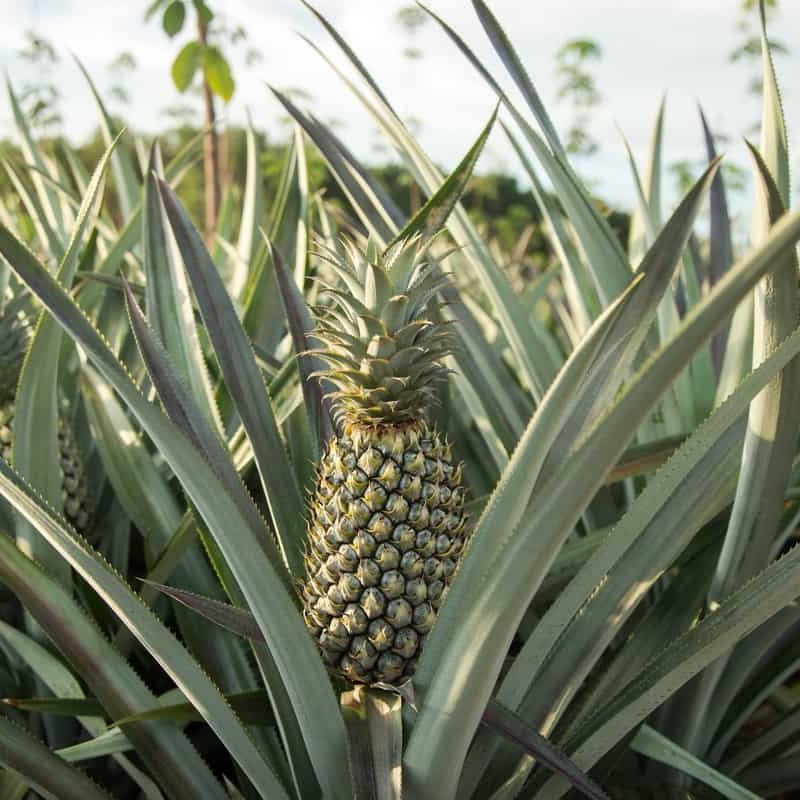 Piña Golden MD2