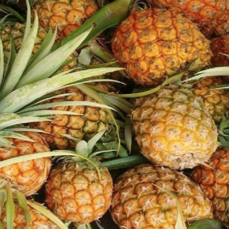 Piña Golden MD2