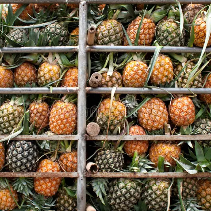 Piña Golden MD2