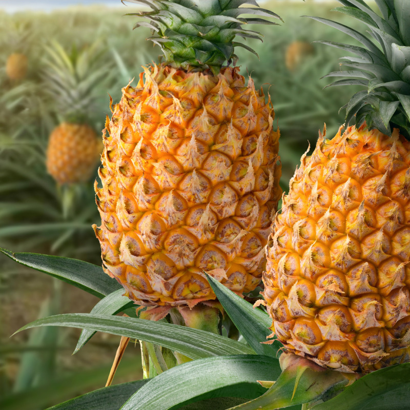 Piña Golden MD2