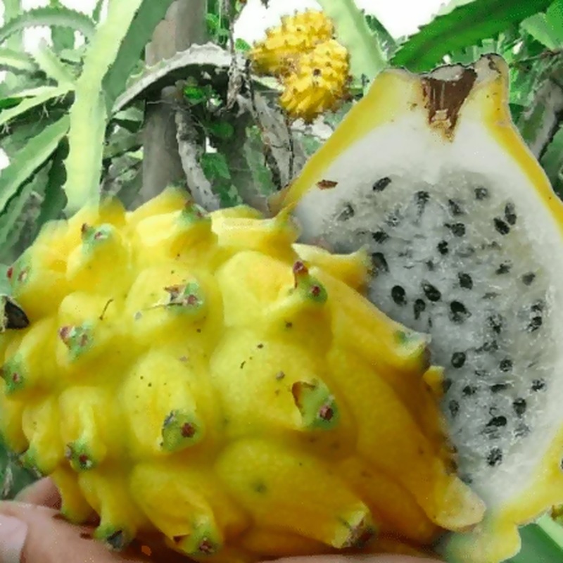 Pitahaya Amarilla de Palora (Yellow Dragon)