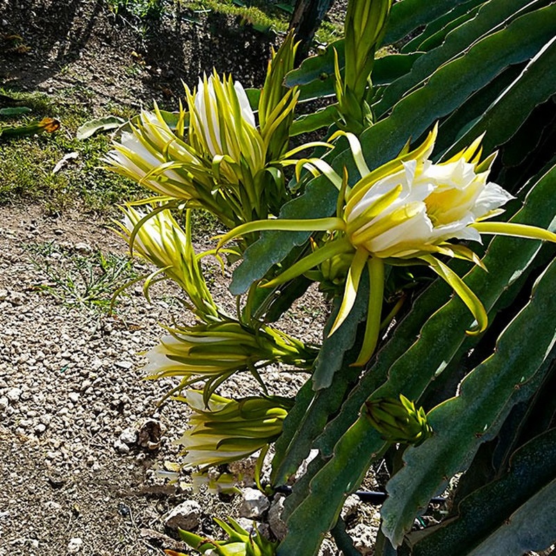 Pitahaya Amarilla de Palora (Yellow Dragon)