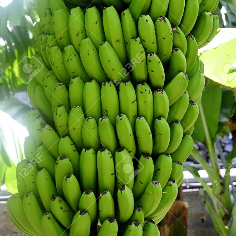 Plátano Verde / Barraganete